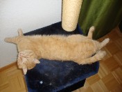 Merlin